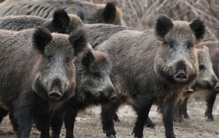 Švedska: Kod sedam divljih svinja otkrivena afrička svinjska kuga
