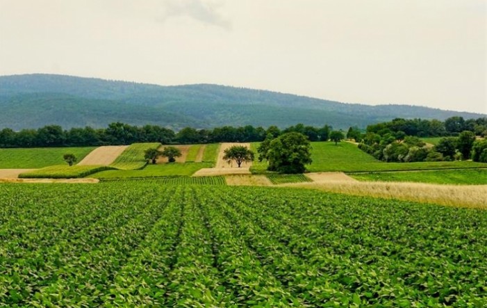 DZS-ova procjena: Vrijednost poljoprivredne proizvodnje u 2020. porasla sedam posto