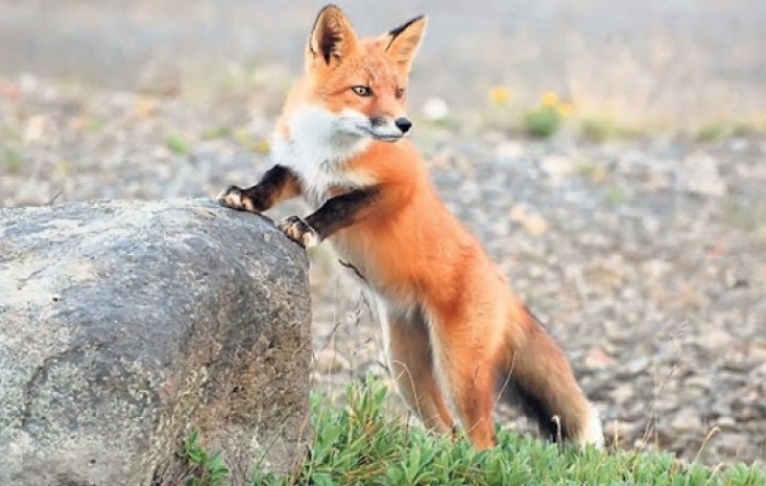 U Berlinu otkrivena lisica koja skuplja kroksice