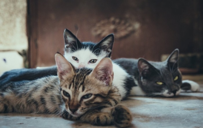 Znanstvenici otkrili prijenos koronavirusa s ljudi na mačke