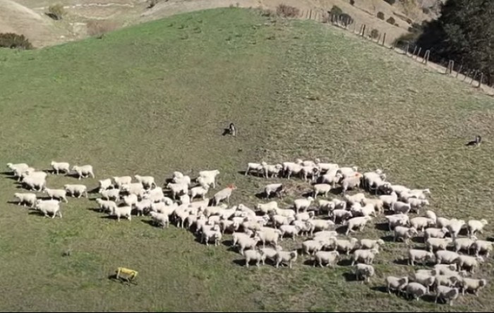 Novi Zeland: Ovce čuva robot (VIDEO)