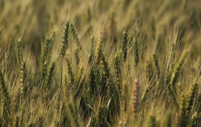 Klimatske promjene smanjit će urod pšenice