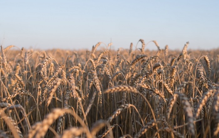 Zašto Hrvatska uvozi pšenicu?