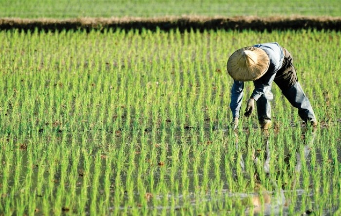 Kina želi sigurnu opskrbu hranom, prioritet proizvodnja sjemena