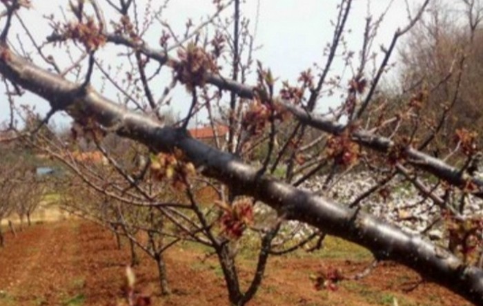 Mraz u Srbiji uništio 30 do 70 odsto cvetova kajsije