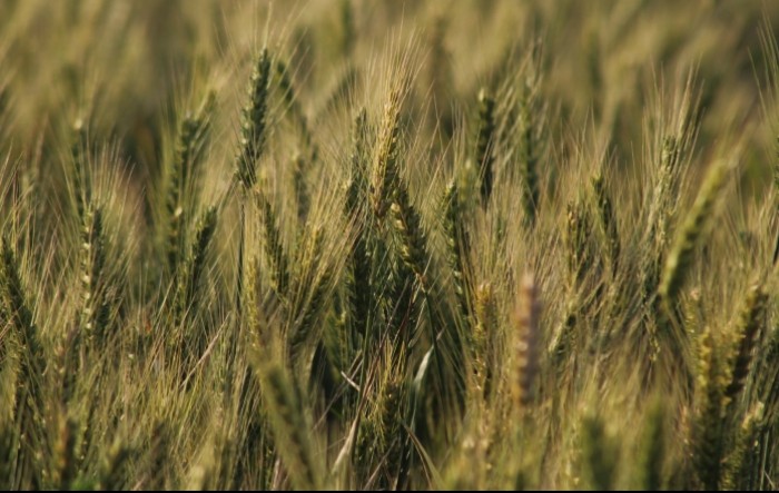 Kina kupila ogromne količine pšenice, evo zašto