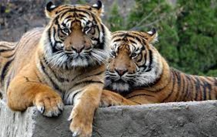Sumatranski tigrovi iz zoološkog vrta u Jakarti oporavili se od koronavirusa