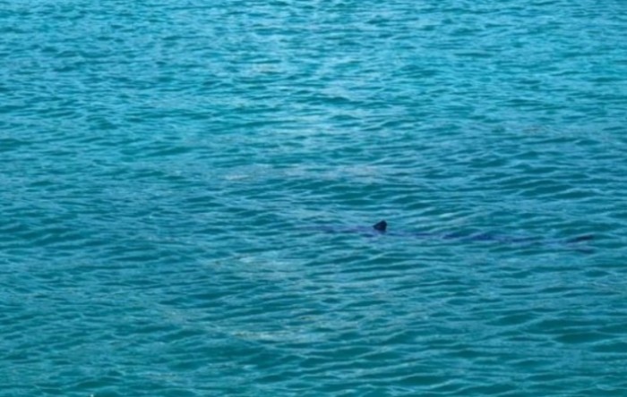 Morski pas u blizini jedne od dubrovačkih plaža (VIDEO)