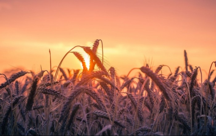 Proizvodnja pšenice lani smanjena za 14,2%