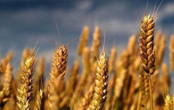 Visoki prinos digao procjenu proizvodnje pšenice na 950.000 tona