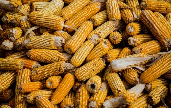 Cijene kukuruza na najvišoj razini u tri mjeseca