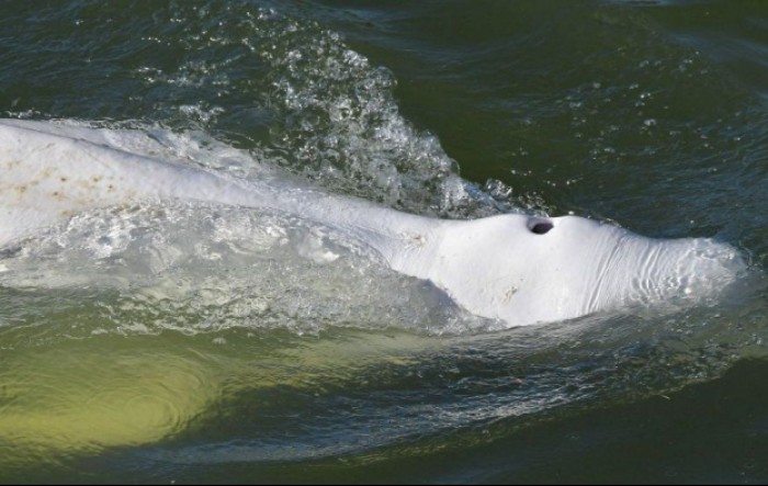Uginuo kit beluga izvučen iz Seine
