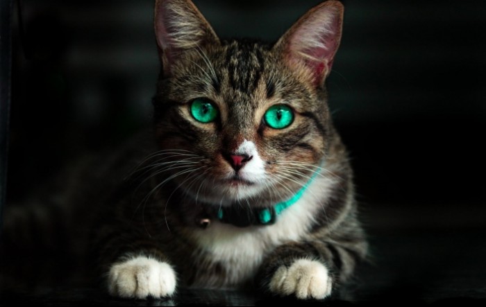 Cipar: Lijek protiv korone počeo se koristiti za liječenje mačaka