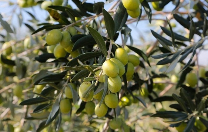 Prepolovljen urod maslina u Dalmaciji