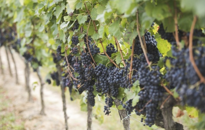 Kako će klimatske promjene transformirati vinski sektor?