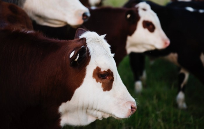 Lonjsko polje: Uginulo više od sto goveda od antraksa, šest osoba zaraženo