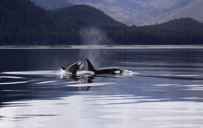 Island privremeno obustavlja kitolov u ime dobrobiti životinja