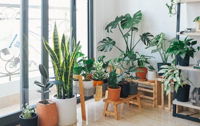 Sobne biljke za 20 posto smanjuju razinu onečišćenja zraka u prostoriji