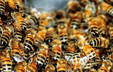 Pomor pčela ugrozio proizvodnju meda u Francuskoj