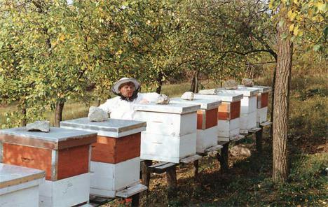 Pčelarima isplaćeno 14,1 milijun kuna