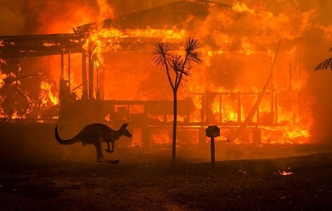 Stotine milijuna životinja stradale u australskim požarima