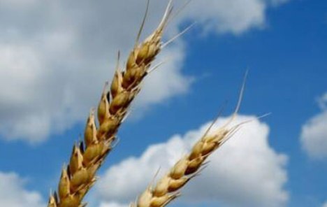 Ovogodišnji urod pšenice 29 posto manji