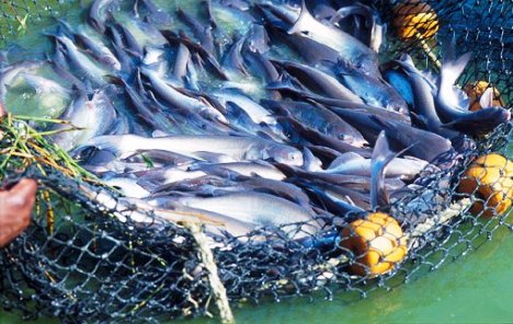 Tvrtki Olasagasti 4,9 milijuna kuna iz IPARD-a za preradu ribe