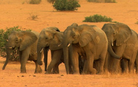 Bocvana održava dražbu za lov na slonove